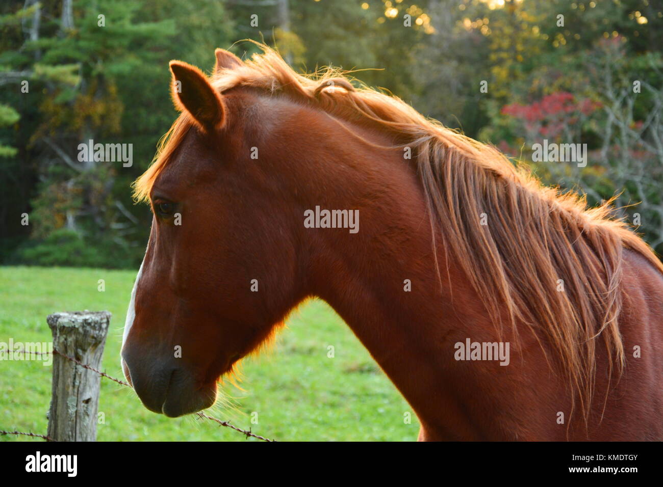 One of the friendly horses of Round Meadow wants to be sure their good