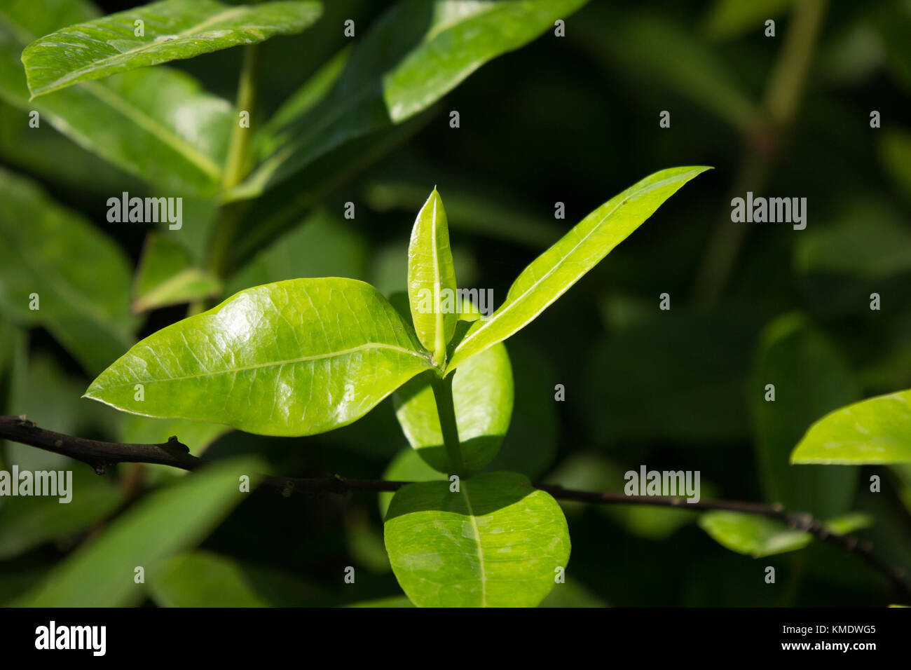 young Green leaf of Red ixora flower Stock Photo