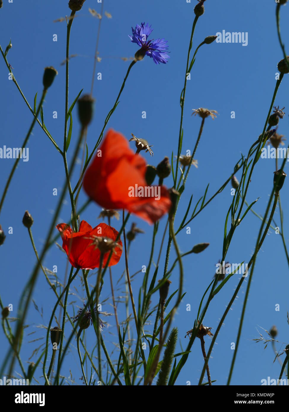 poppy flowers blue sky Stock Photo - Alamy