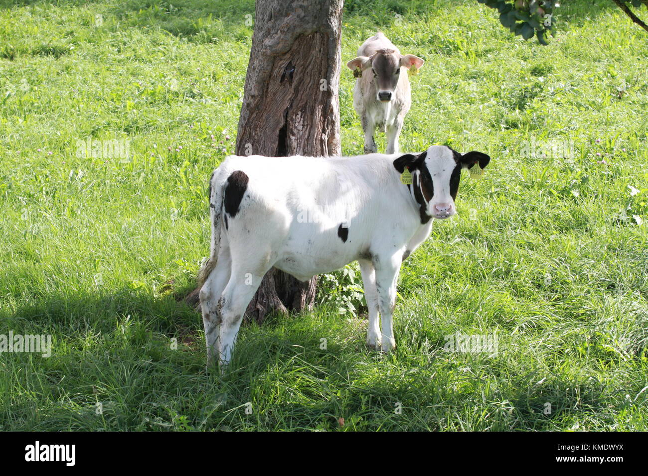Pastoral scene black white cow hi-res stock photography and images - Alamy
