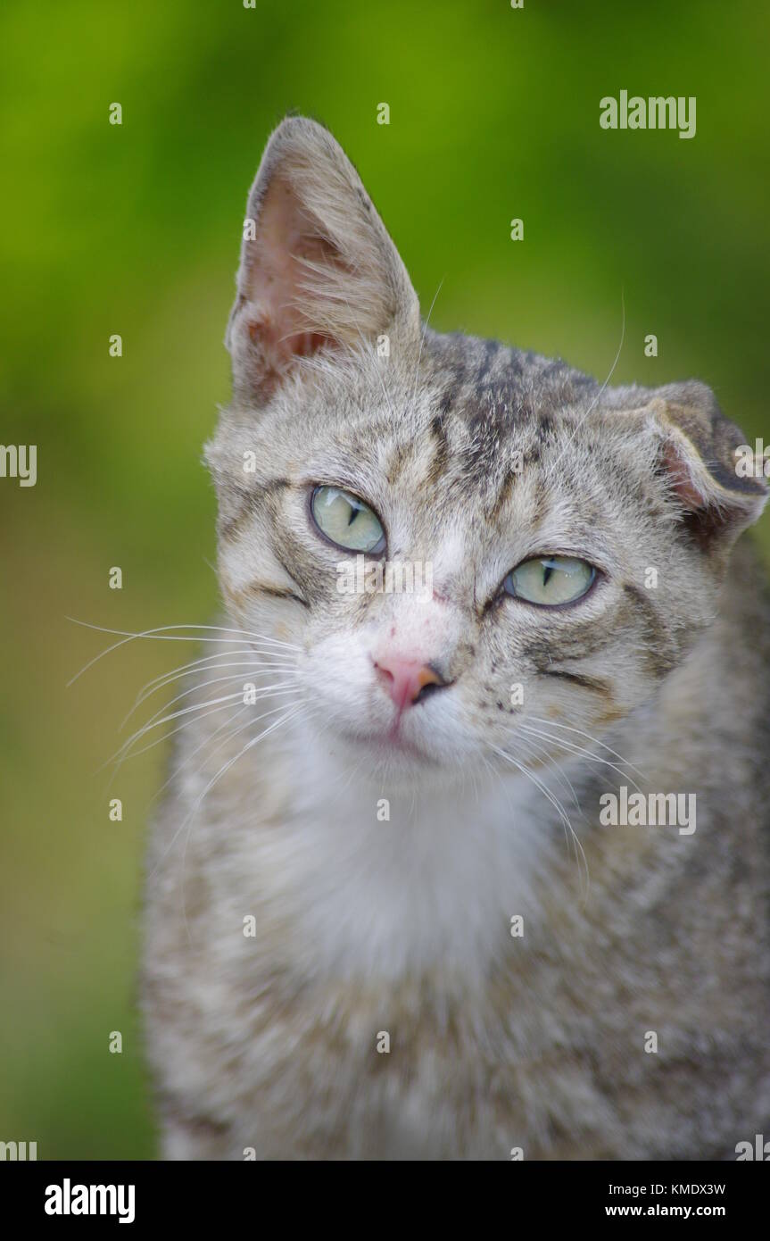 one ear cat portrait Stock Photo Alamy