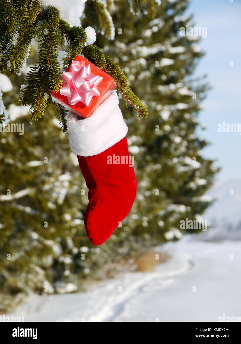 santa sock hanging on a tree Stock Photo