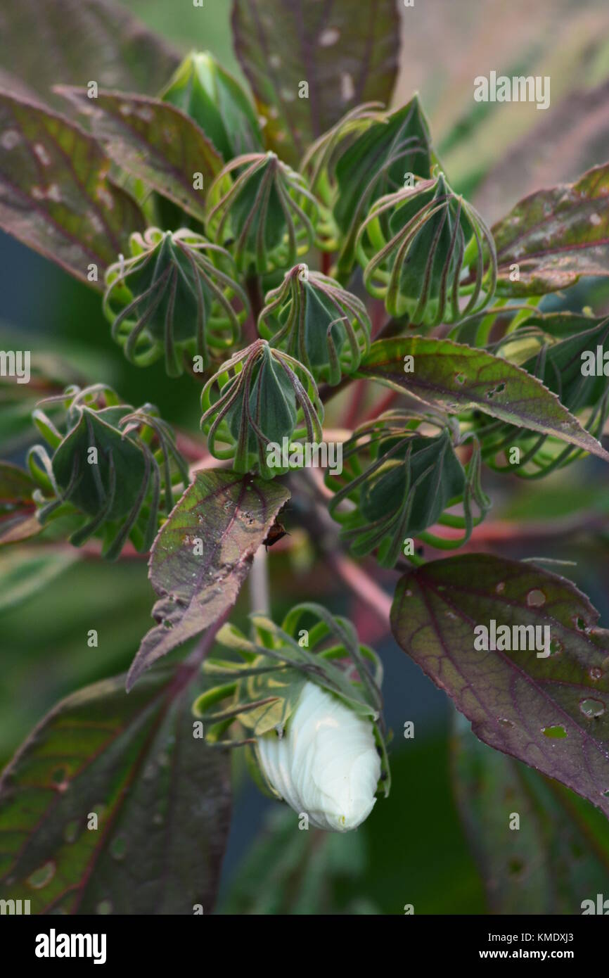 An unopened marsh hibiscus flower bud surrounded by the spindly tendrils of developing seed