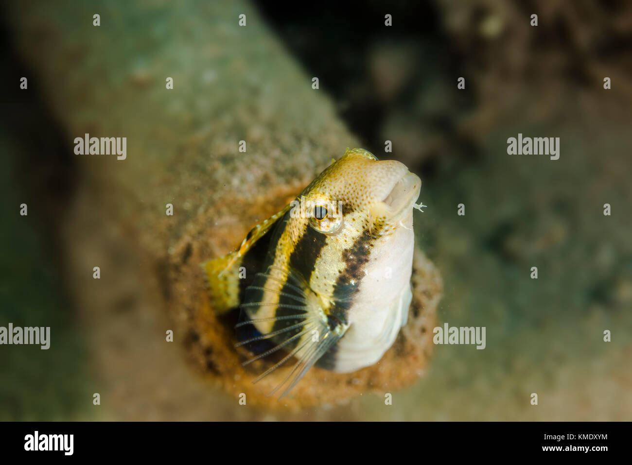 Striped blenny peaking out from a hollow piece of wood Stock Photo