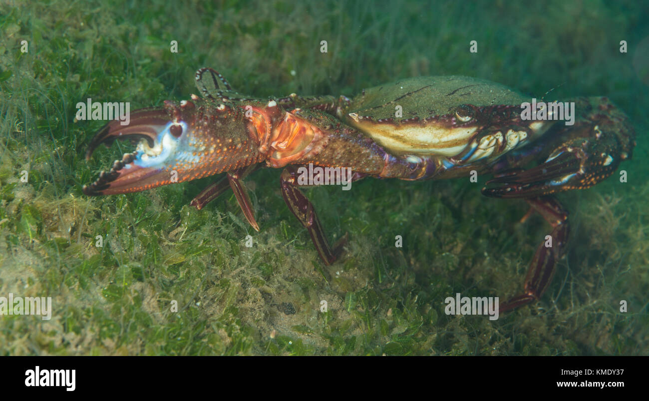 Cronius ruber hires stock photography and images Alamy