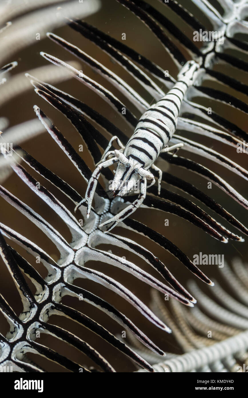 Crinoid shrimp in a feather star Stock Photo