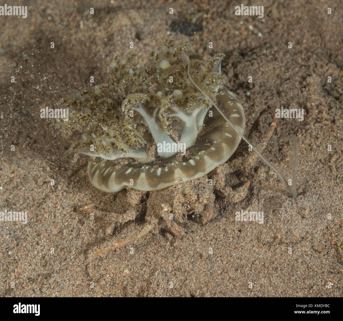 Jellyfish carrying crab with an upside-down jellyfish on its back Stock Photo