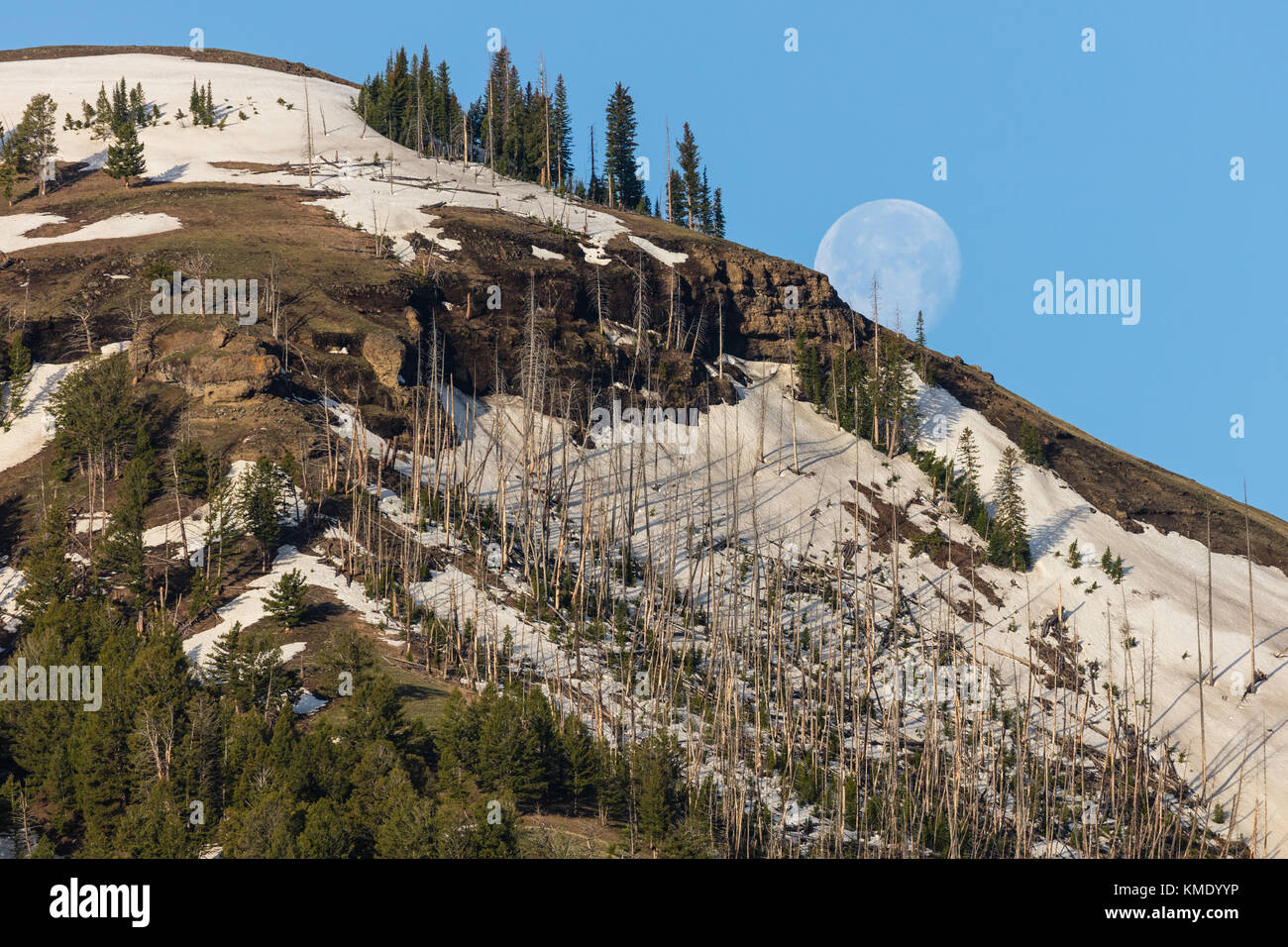 The moon sets behind the petrified trees covering Specimen Ridge in the ...