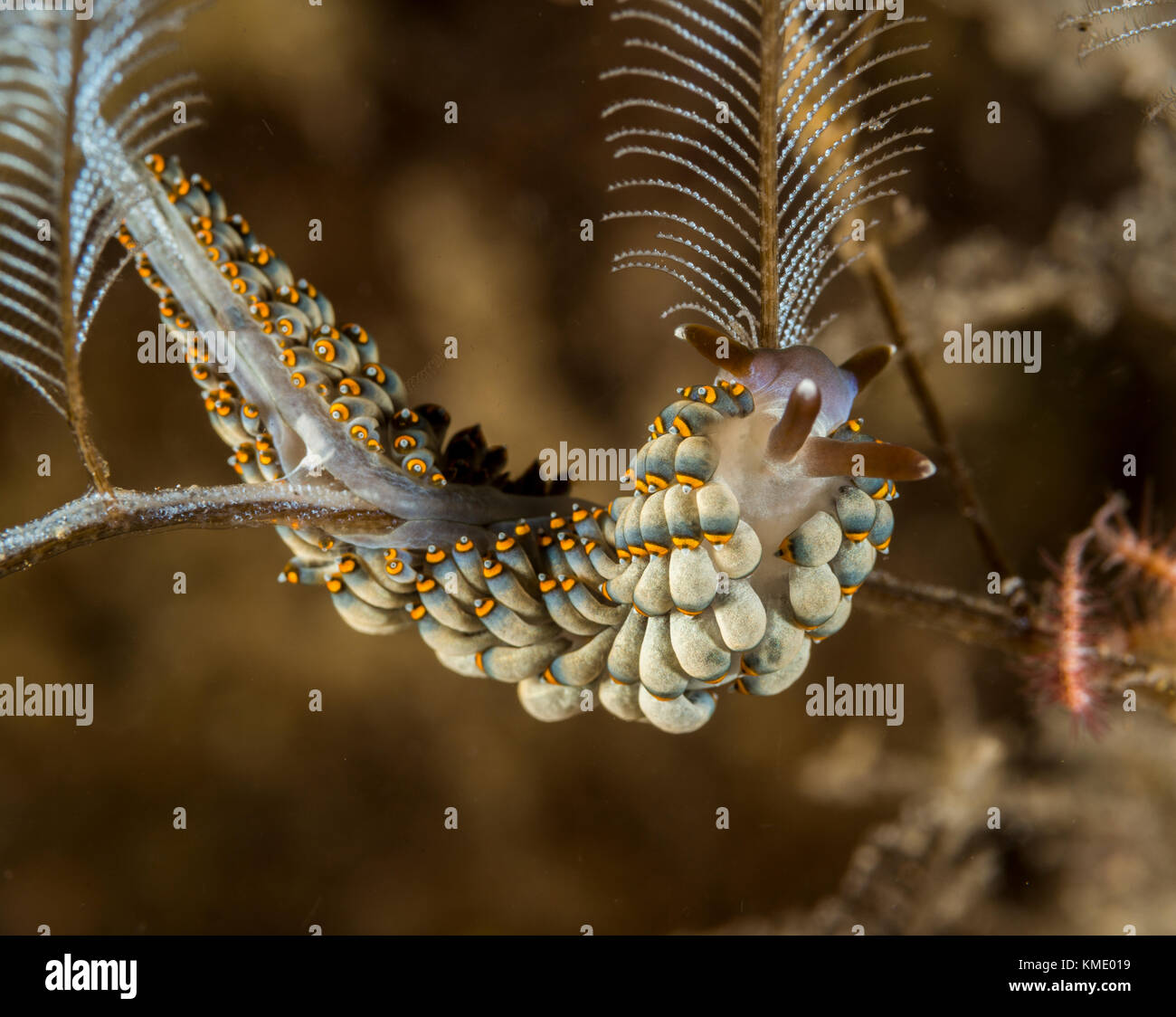 Trinchesia yamasui's nudibranch on a coral Stock Photo