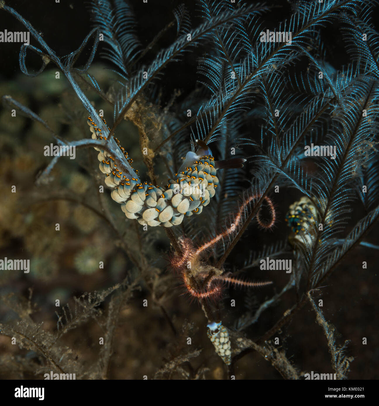 Trinchesia yamasui's nudibranch on a coral Stock Photo