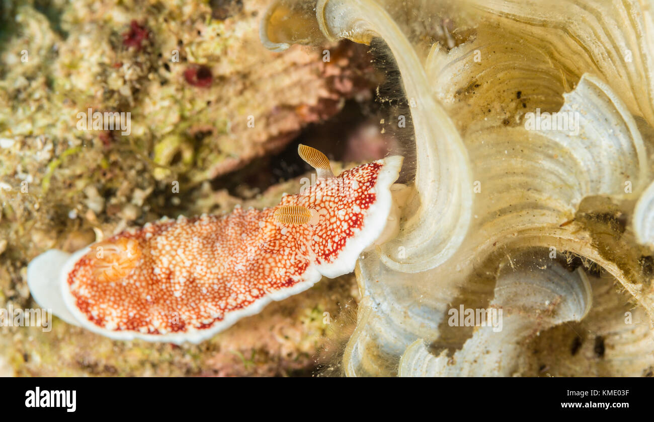 Marbled chromodoris nudibranch on a coral Stock Photo
