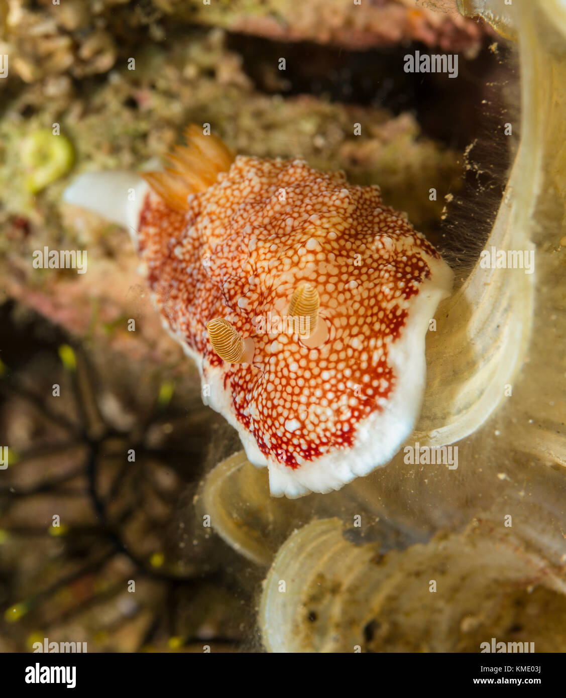 Marbled chromodoris nudibranch on a coral Stock Photo