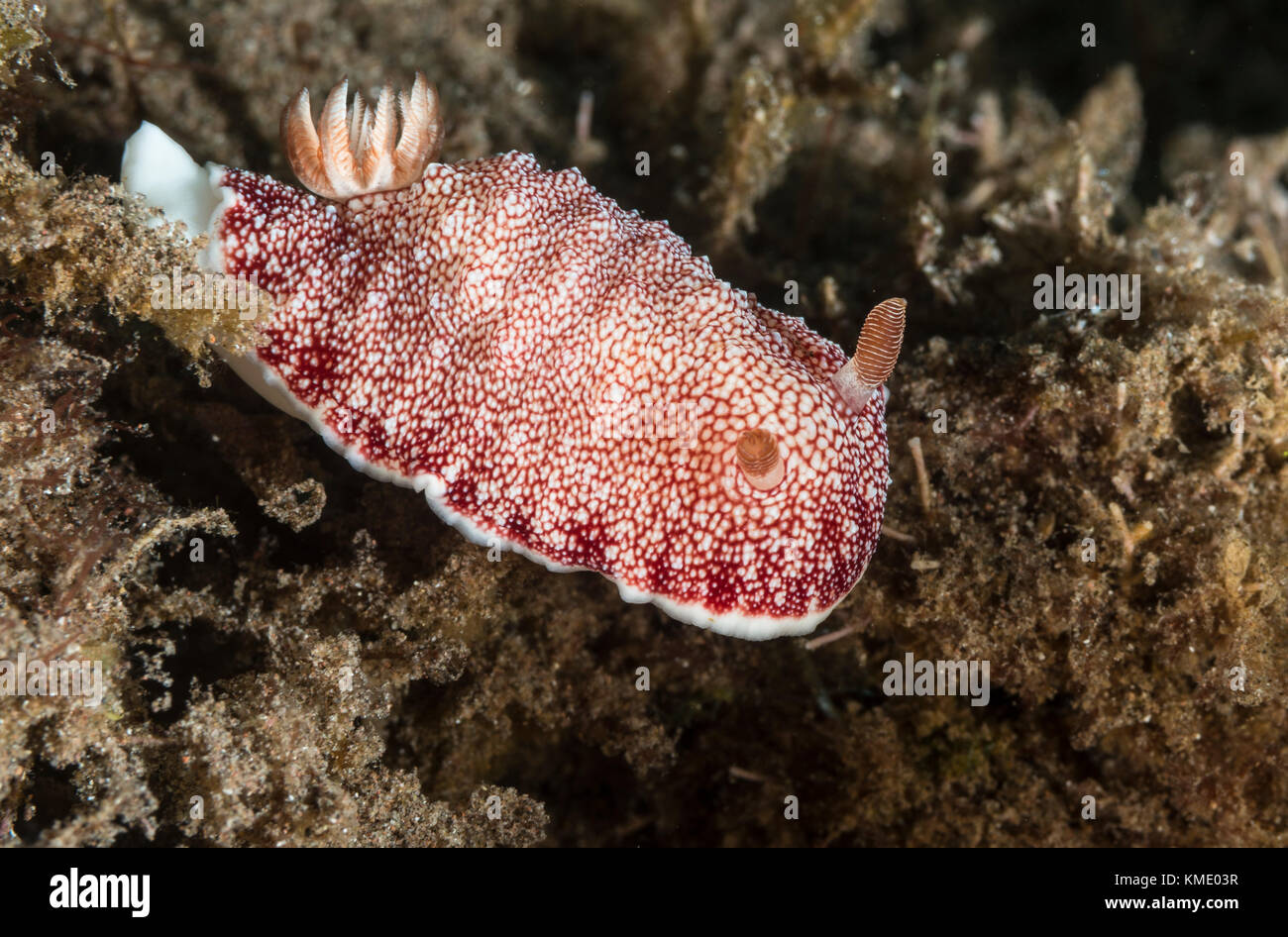 Nudibranch on a soft coral Stock Photo