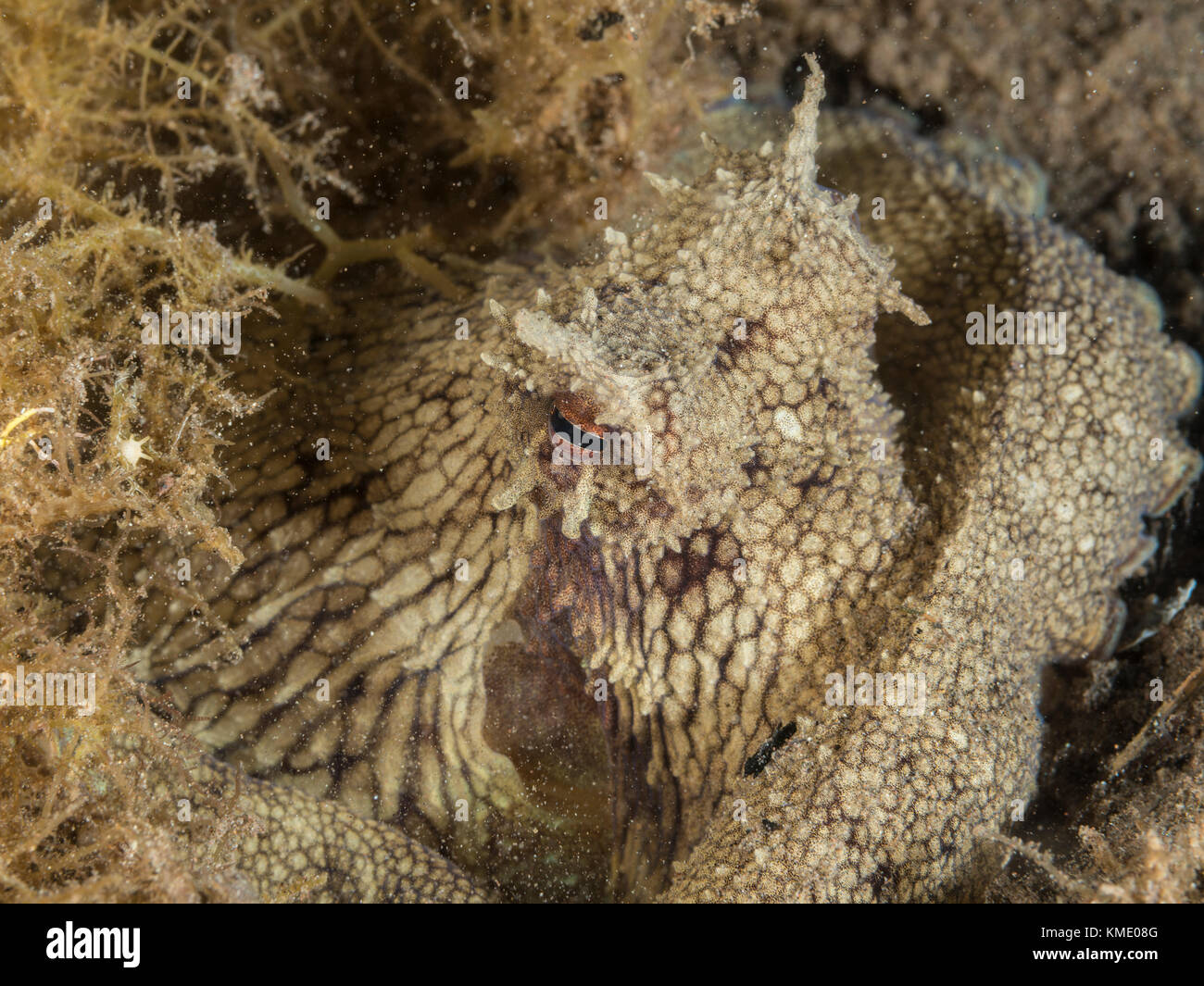 Coconut octopus trying to hide under sea grass Stock Photo
