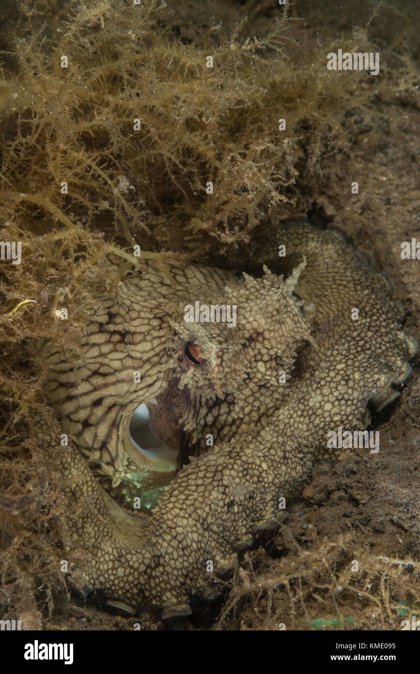 Coconut octopus trying to hide under sea grass Stock Photo