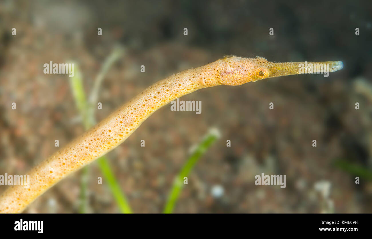 Double-banded pipefish on the sea floor Stock Photo