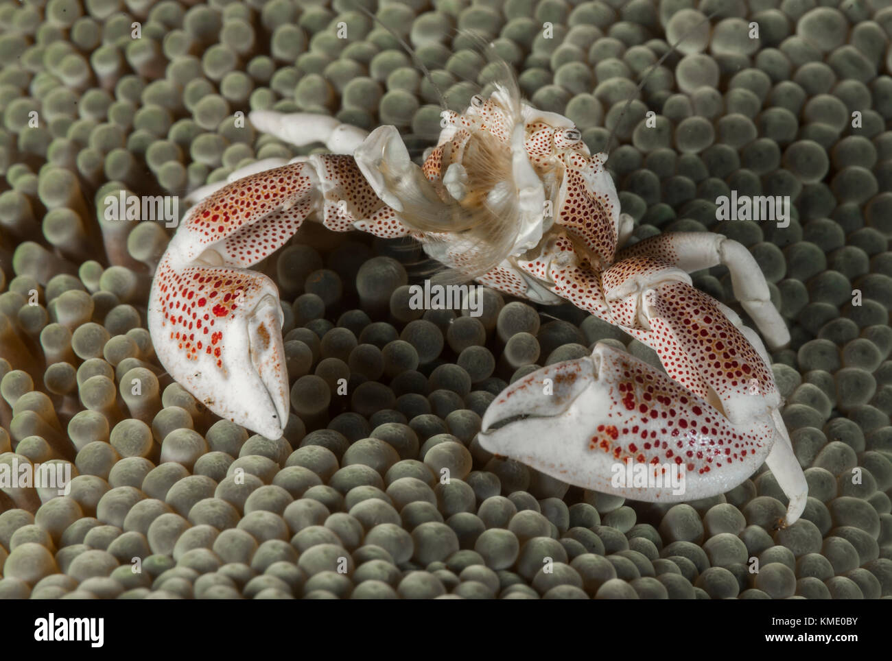 Porcelain crab on a sea anemone Stock Photo
