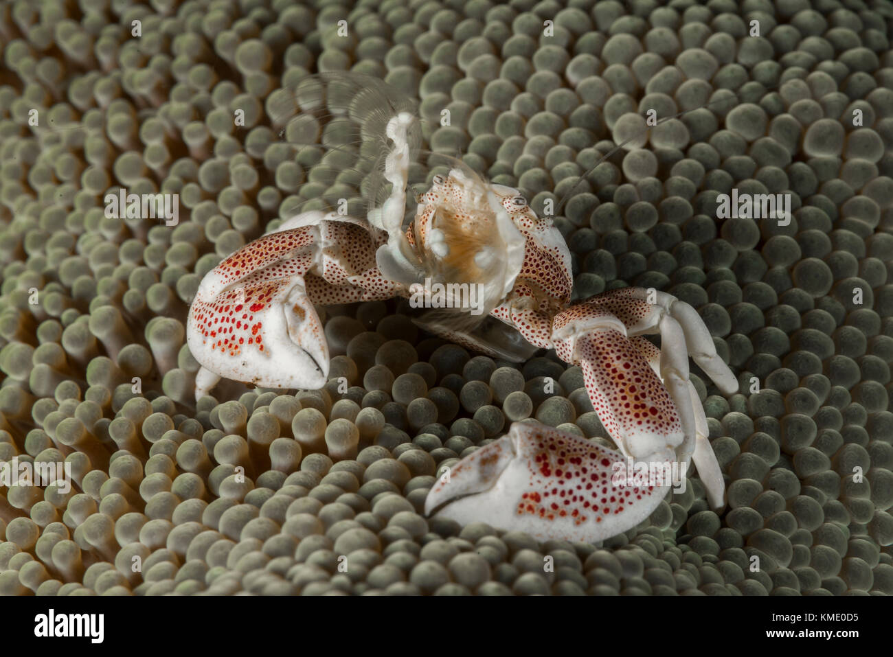 Porcelain crab on a sea anemone Stock Photo