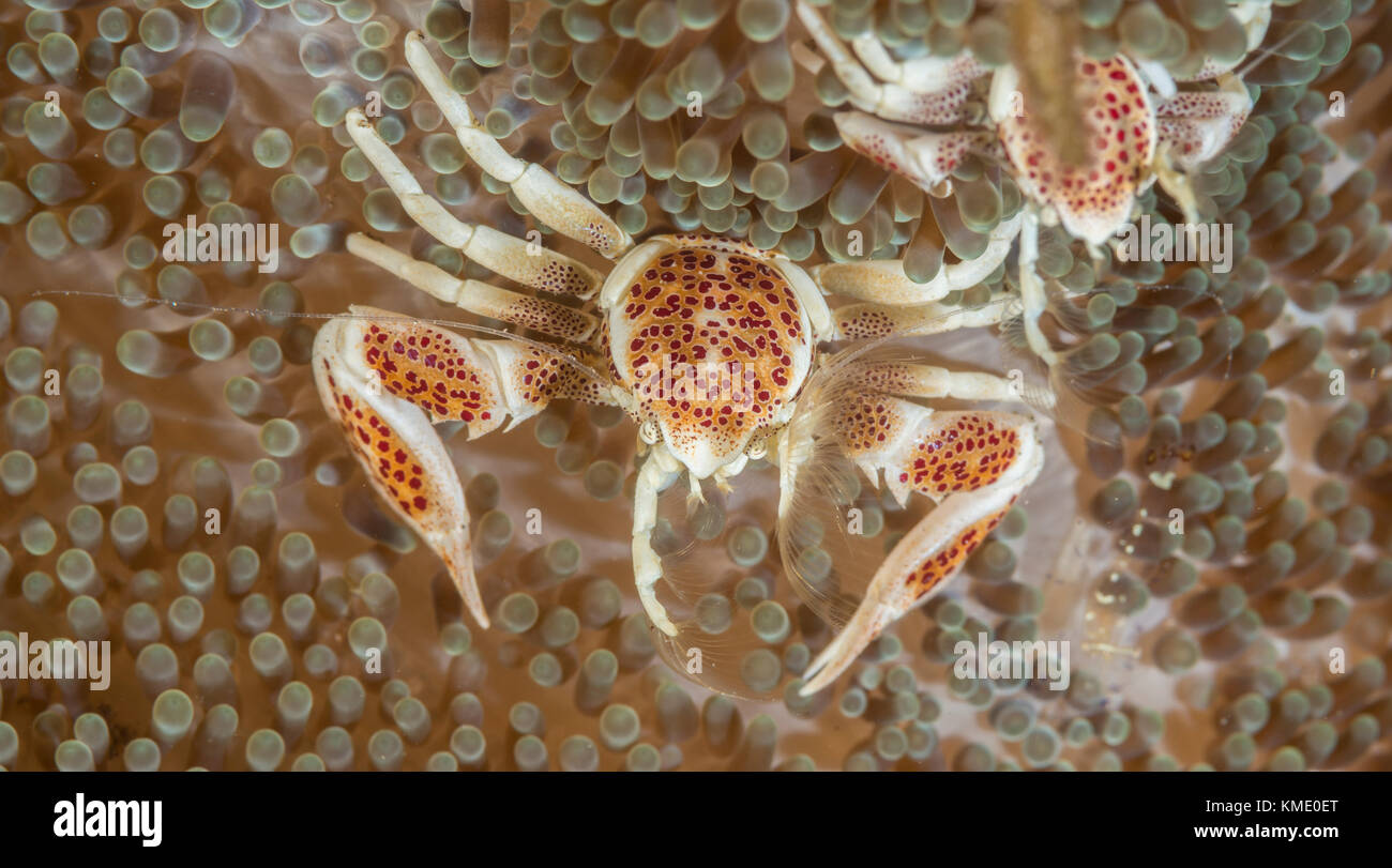 Porcelain crab in a magnificent sea anemone Stock Photo