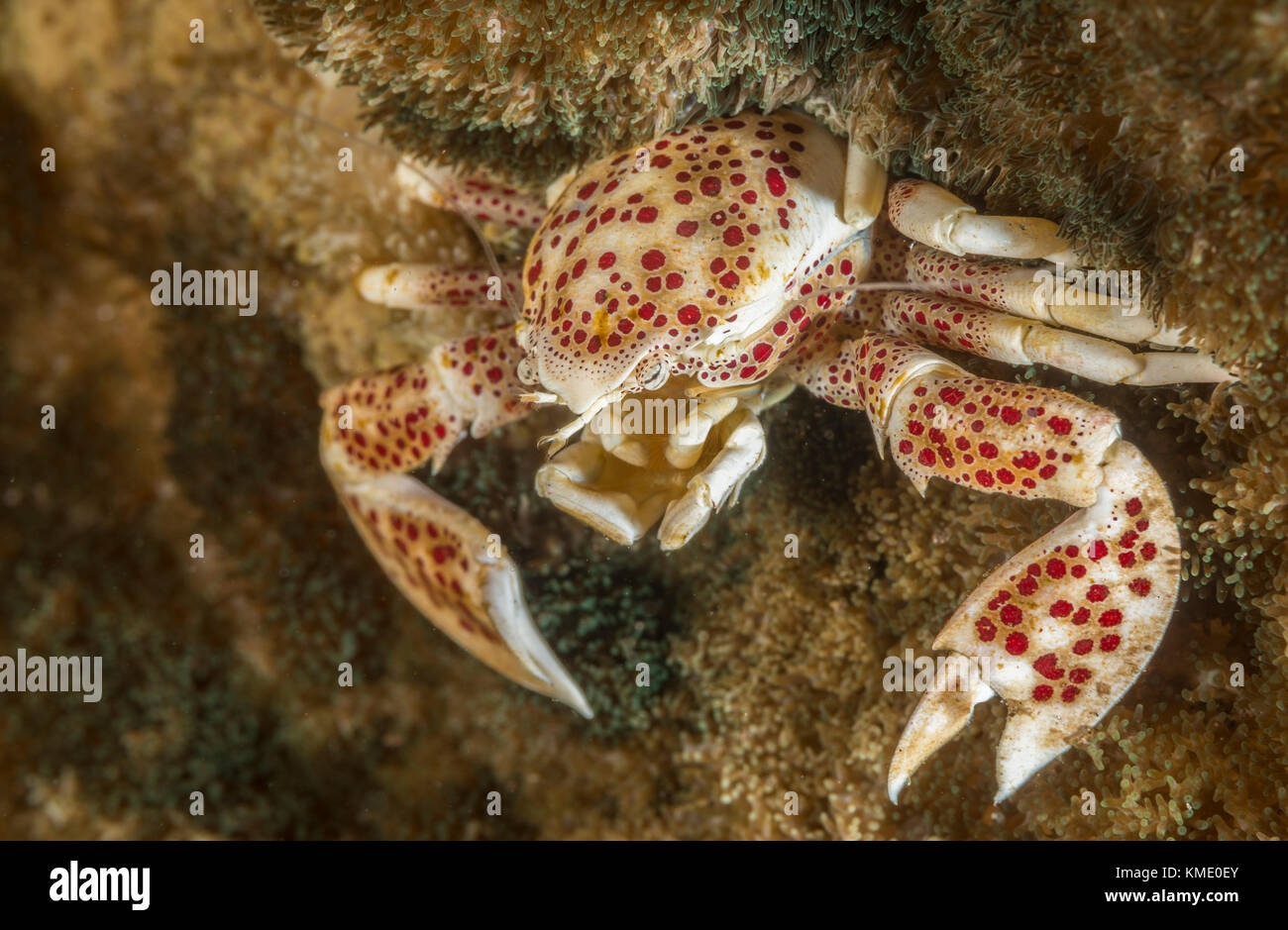Porcelain crab in a magnificent sea anemone Stock Photo
