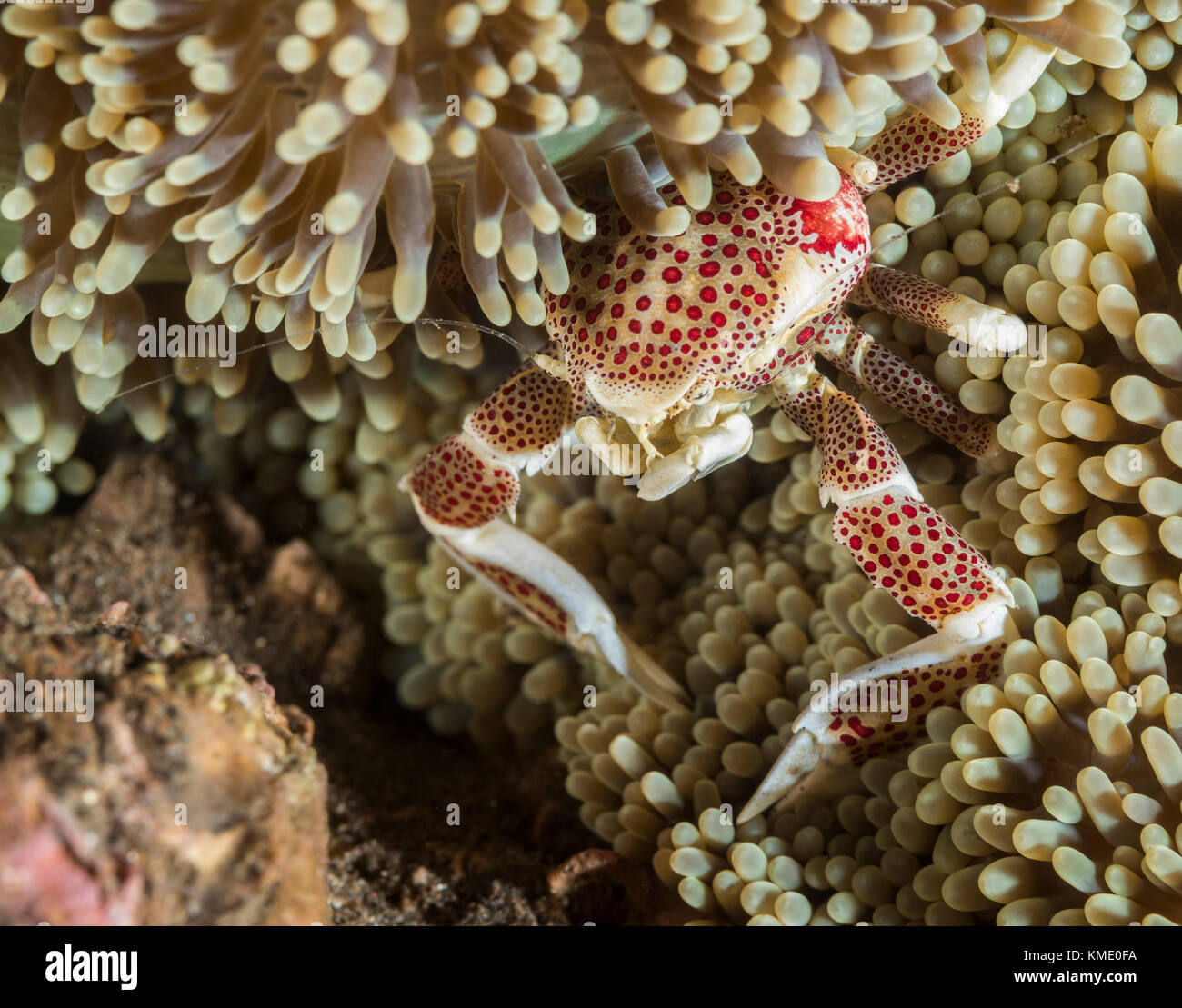 Porcelain crab in a carpet anemone Stock Photo