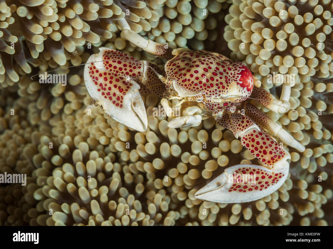 Porcelain crab in a carpet anemone Stock Photo