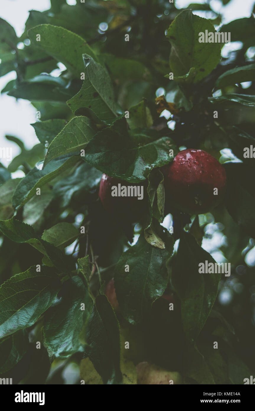 Apple branches on a rainy, misty summers day. Stock Photo