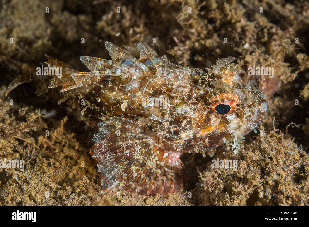 Mozambique scorpionfish hiding in plain sight Stock Photo