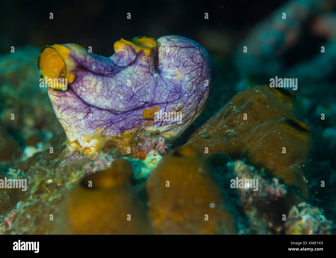 Heart-shaped sea squirt lodged on a coral Stock Photo