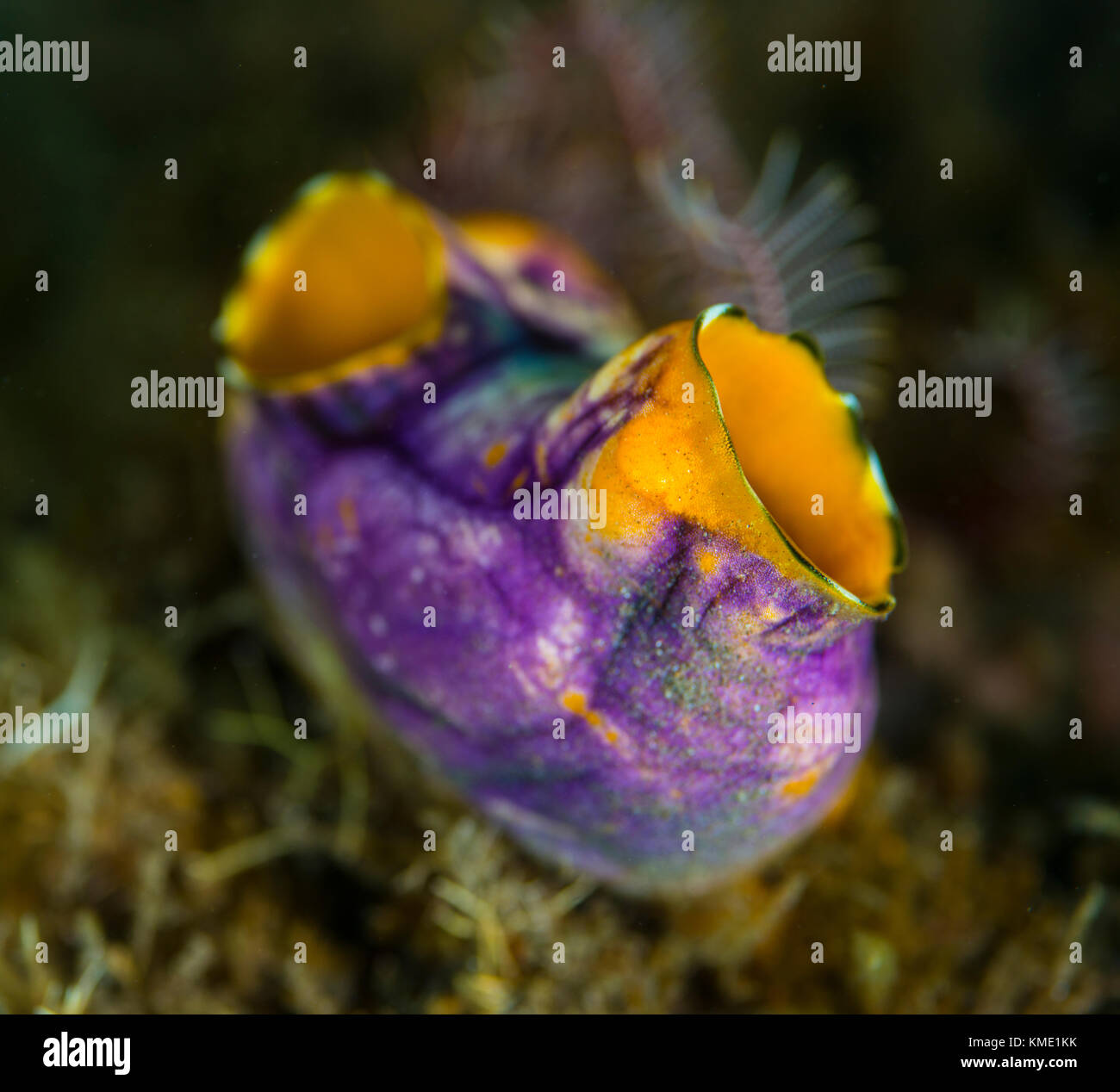 Sea squirt on a coral Stock Photo