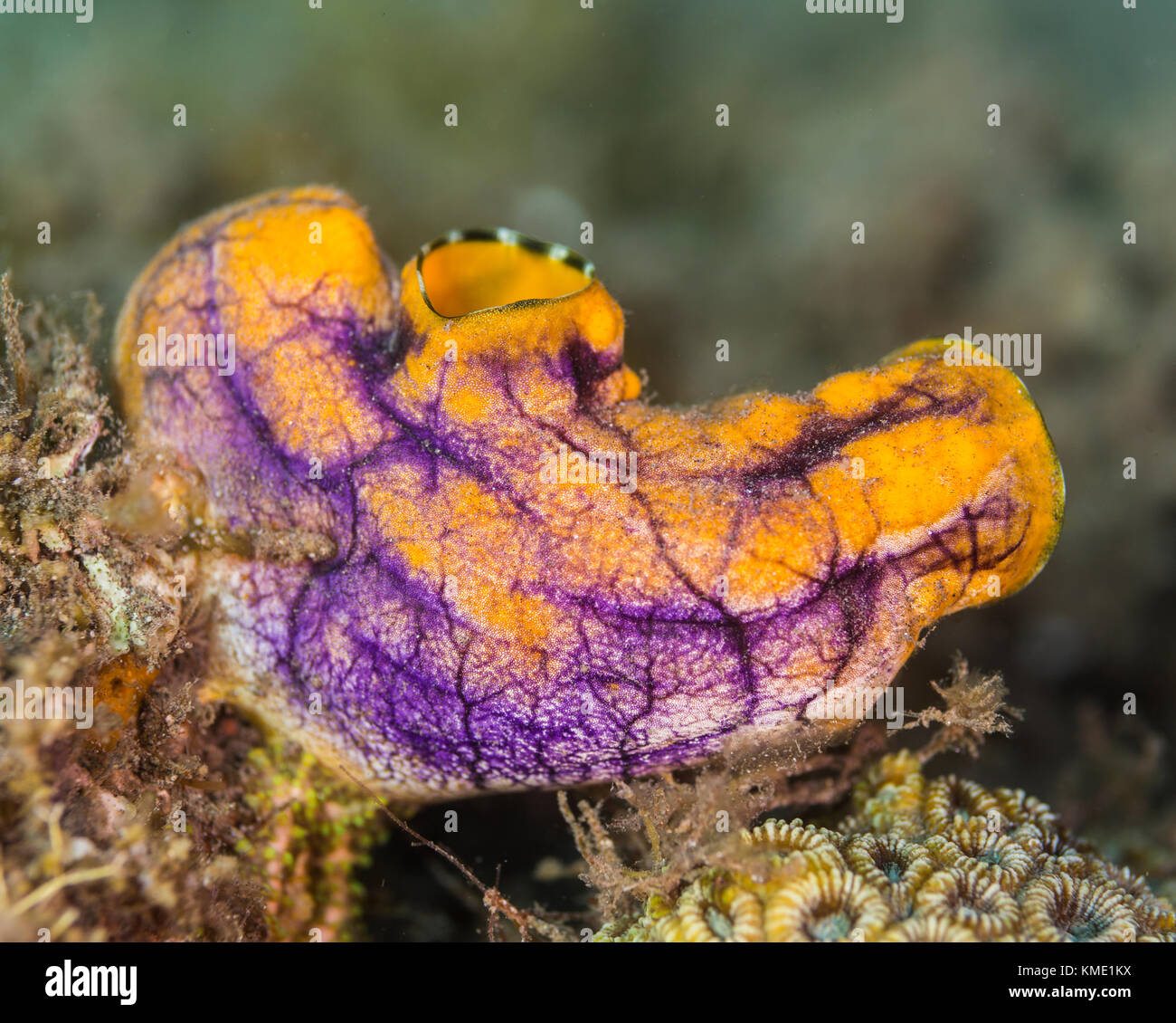 Sea squirt on a coral Stock Photo