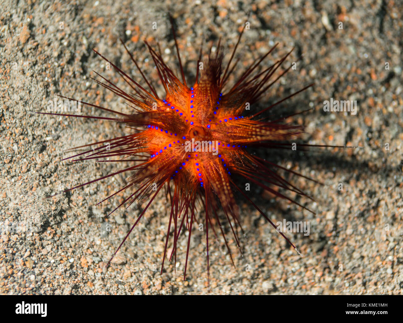 Blue-spotted sea urchin displaying its colors on the ocean floor Stock Photo