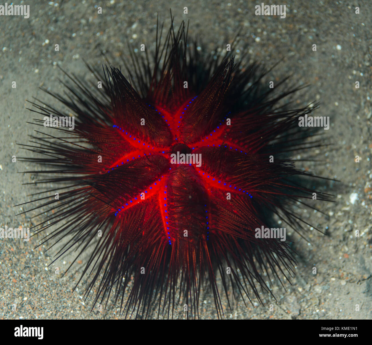Long spined sea urchin hires stock photography and images Alamy