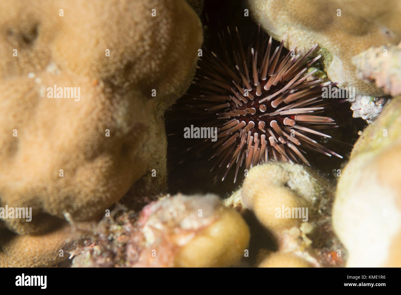 Hatpin sea urchin hidding between corals Stock Photo