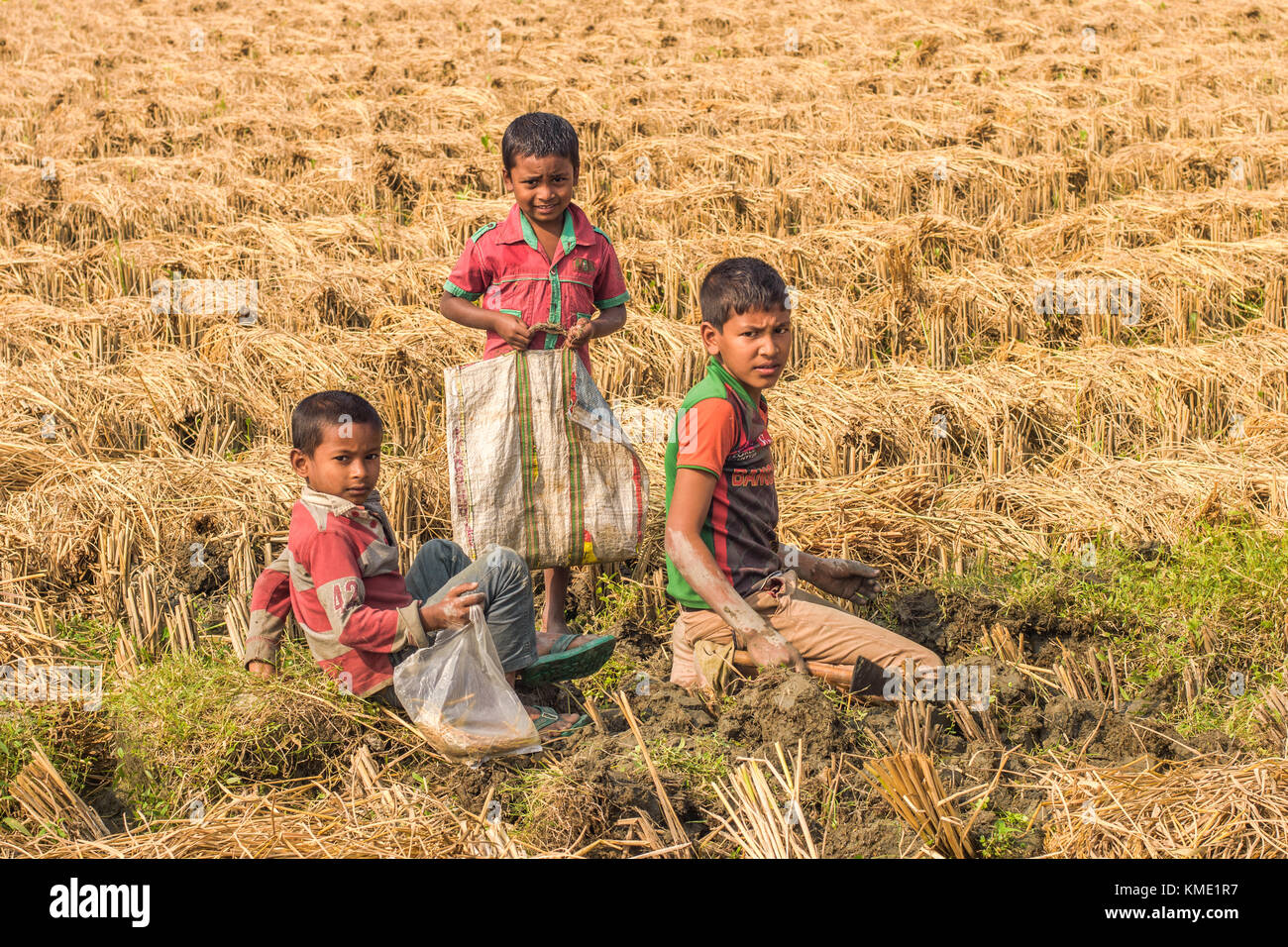 Rice Field and rice harvesting Stock Photo - Alamy