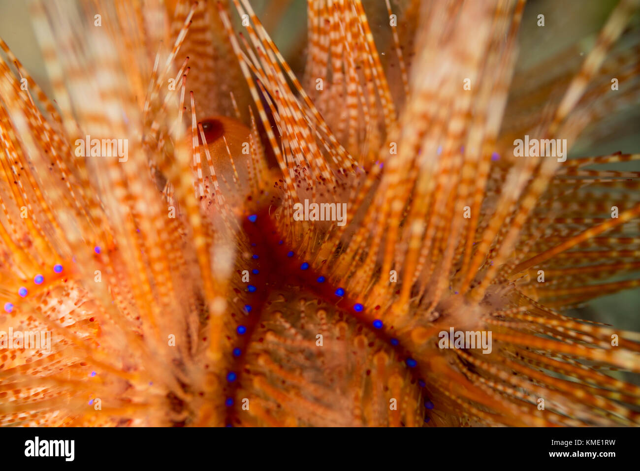 Blue-spotted sea urchin displaying its vibrant colors Stock Photo