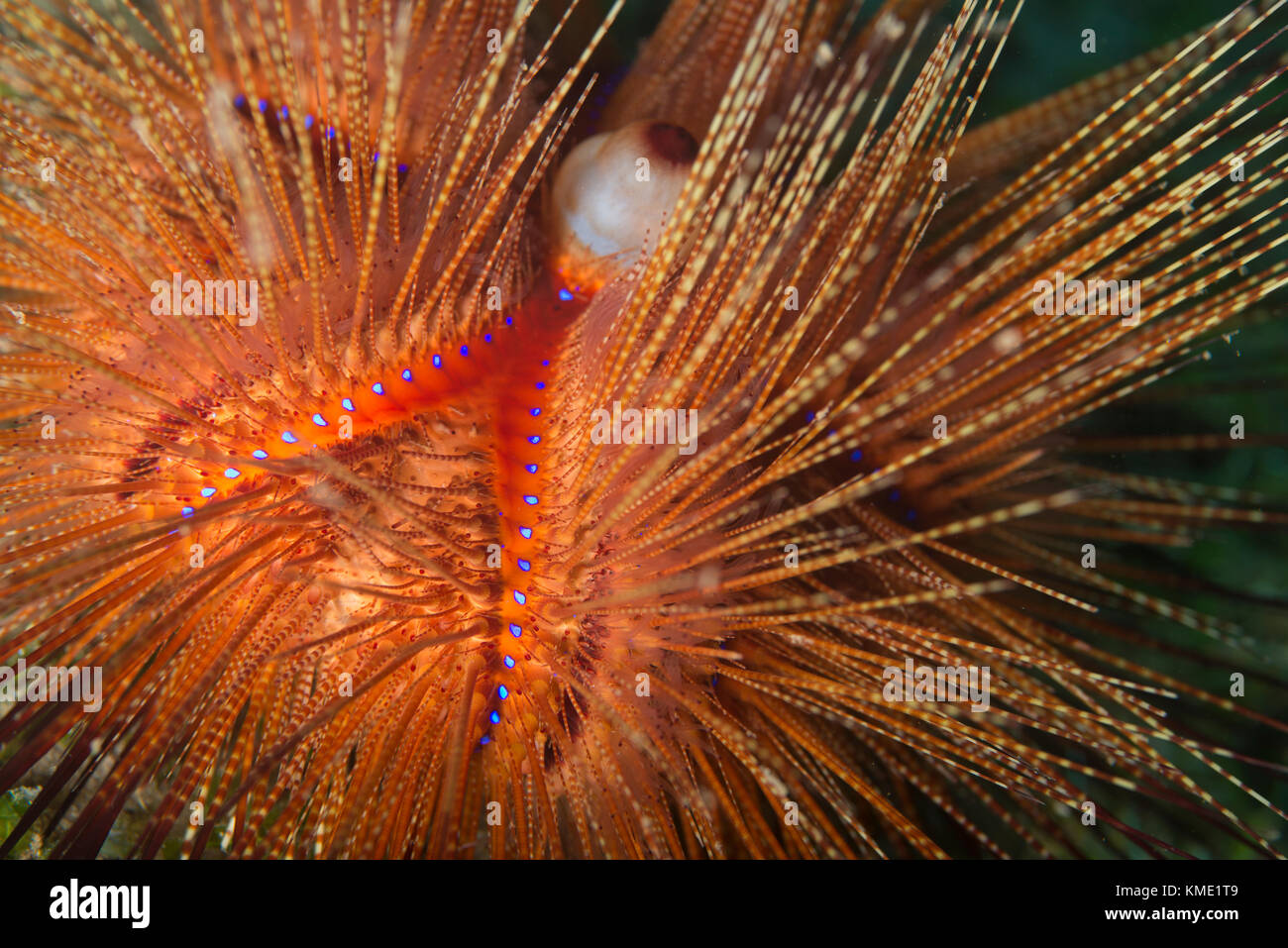 Blue-spotted sea urchin displaying its vibrant colors Stock Photo