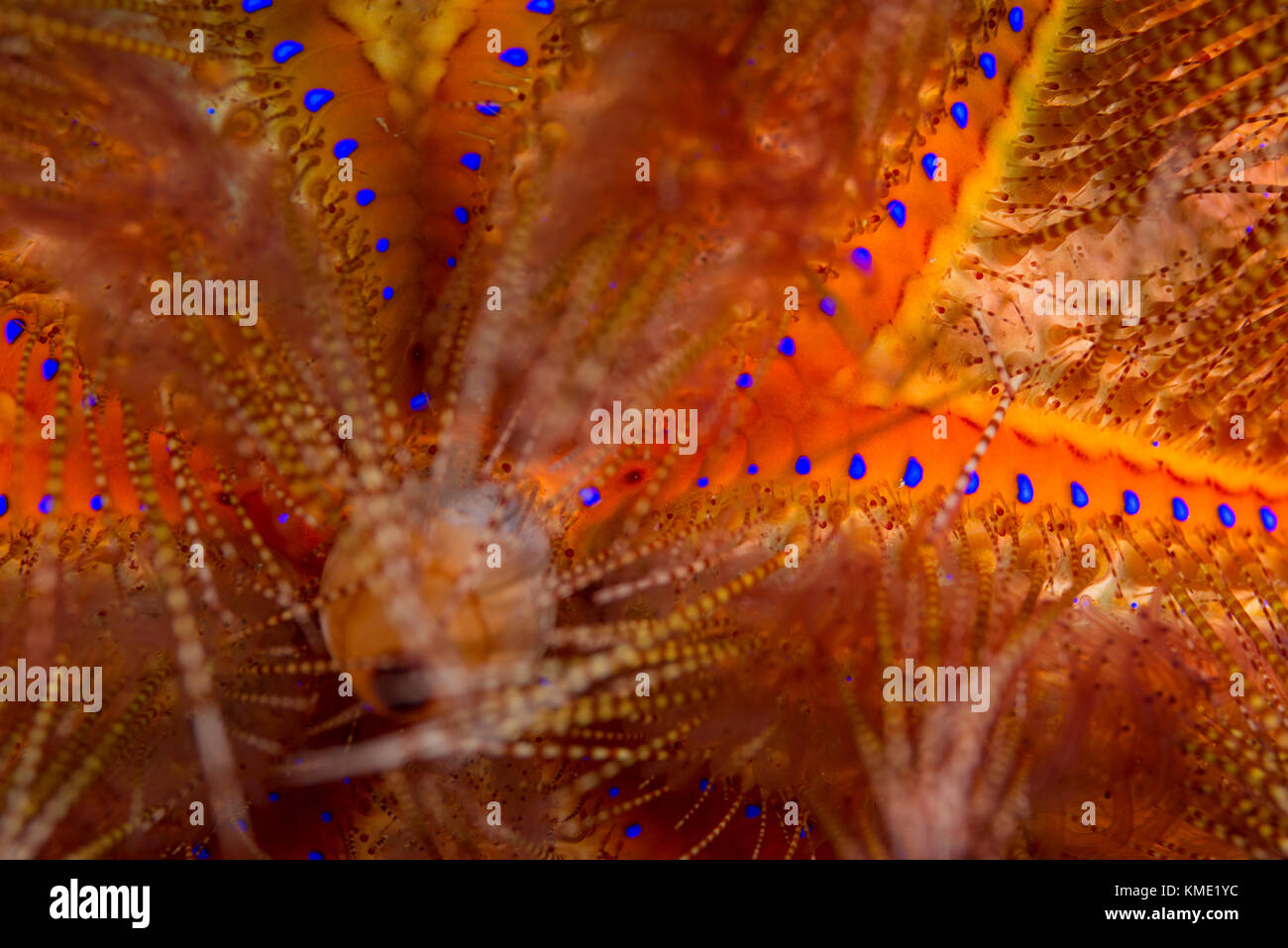 Detail of a blue-spotted sea urchin Stock Photo