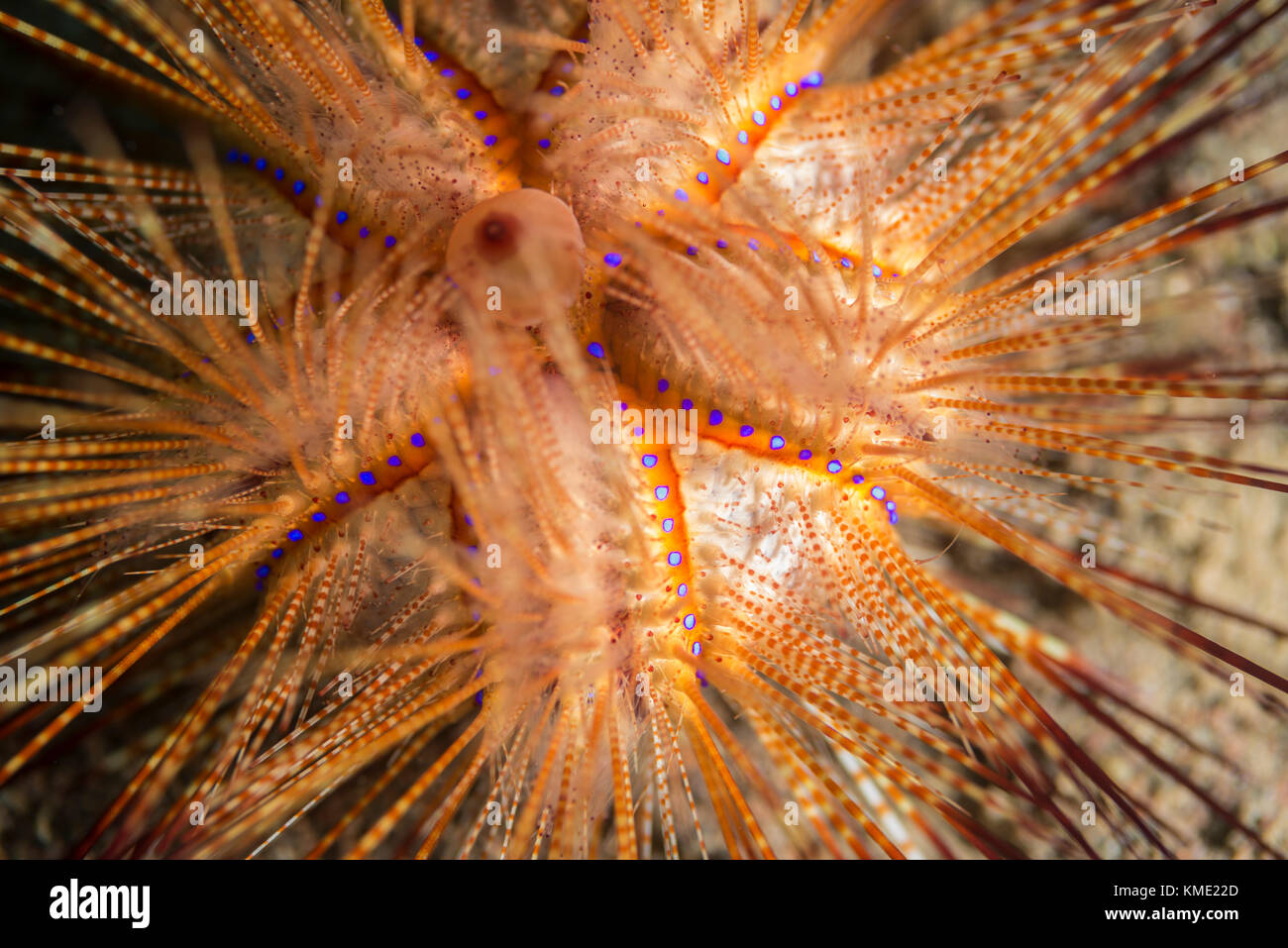 Blue-spotted sea urchin on the sea floor Stock Photo