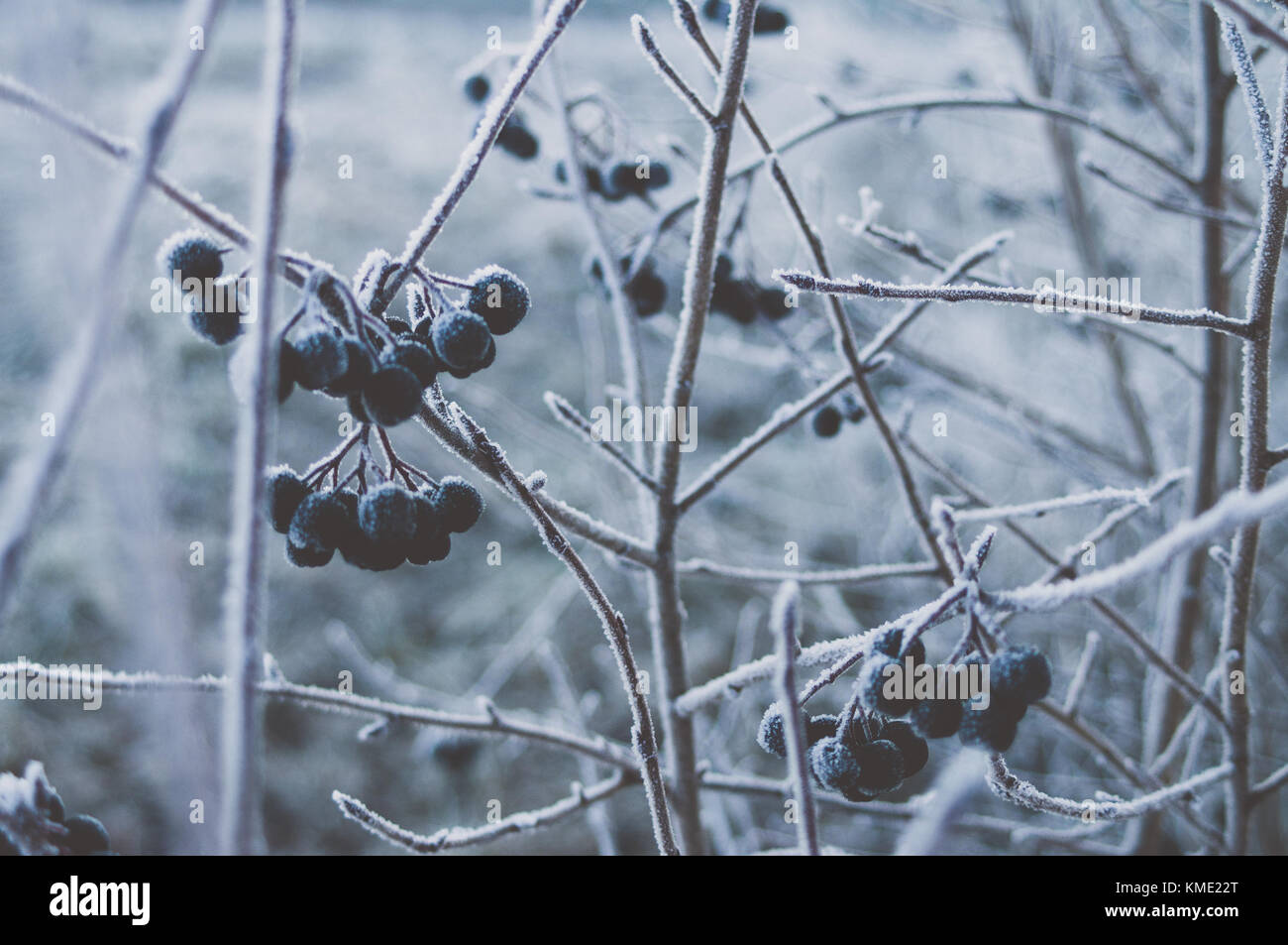 Dark Aronia berries. Melanocarpa. Stock Photo