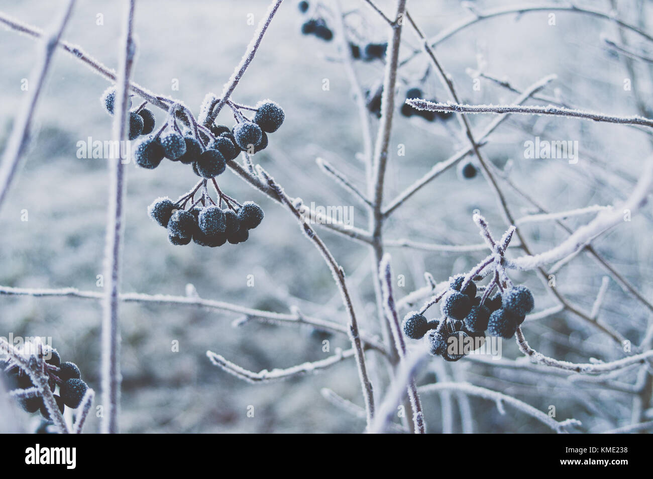 Bunches of dark Aronia berries. Stock Photo