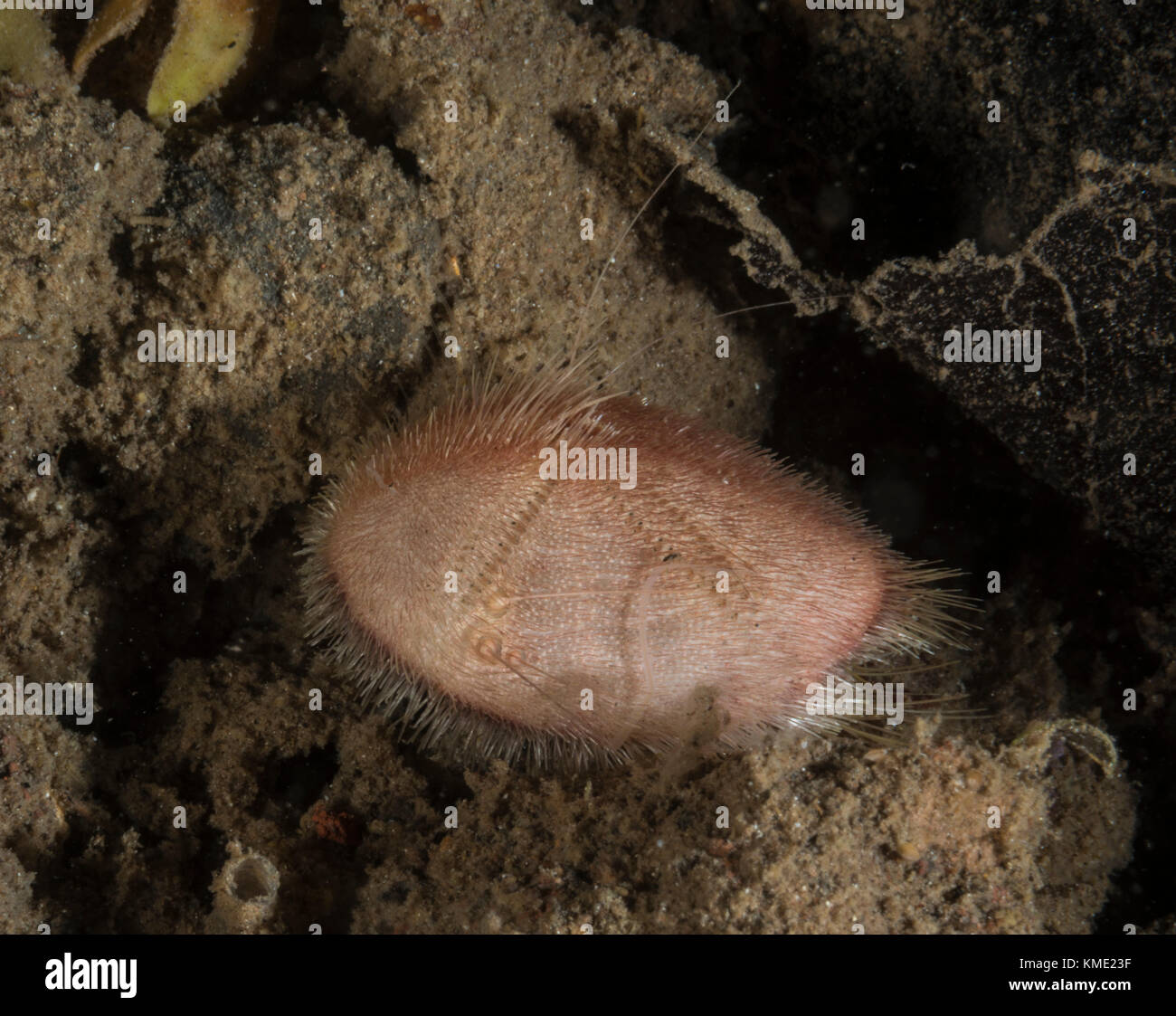 Long-spined heart urchin on a rock Stock Photo