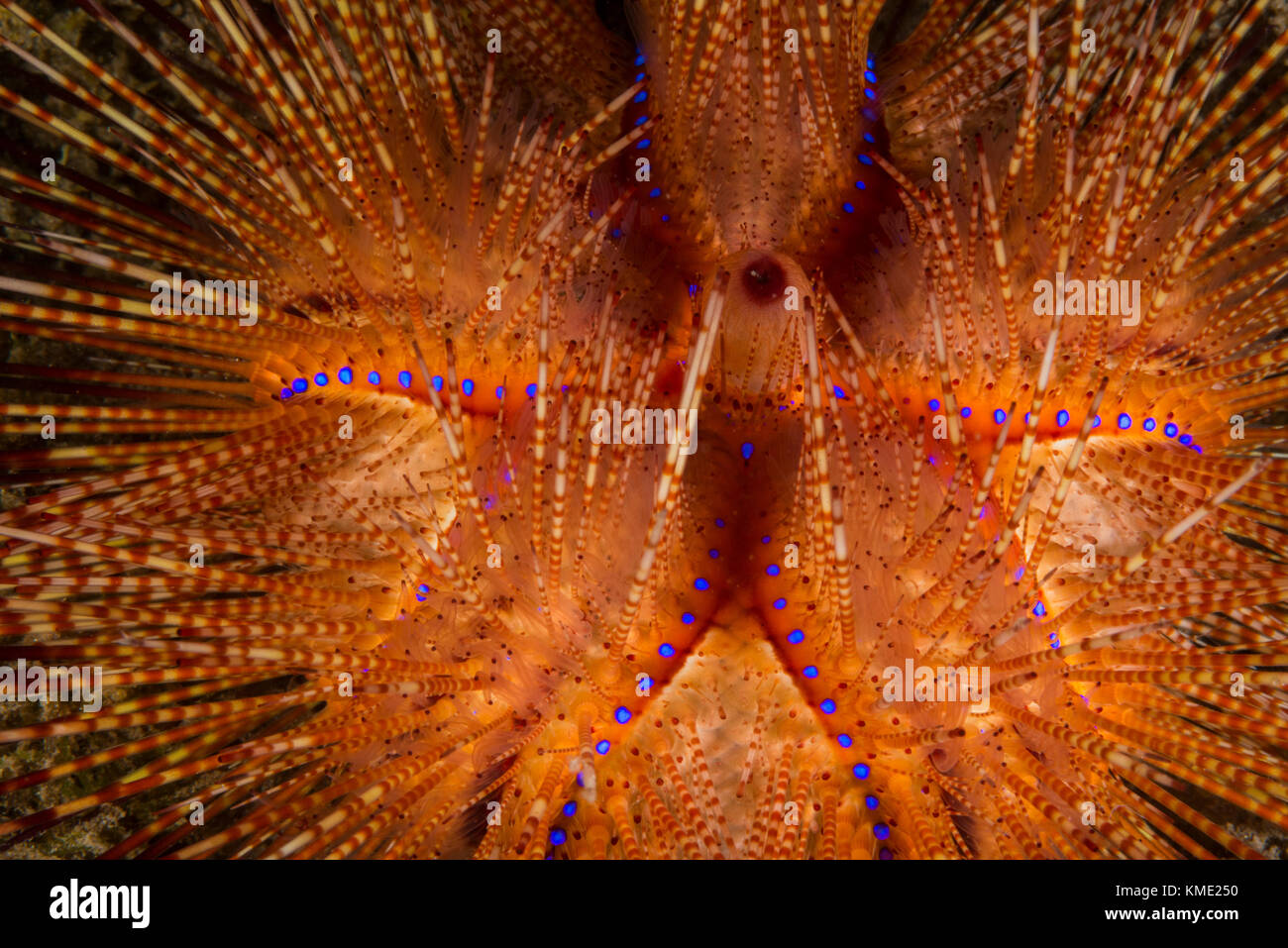 Detail of a blue-spotted sea urchin Stock Photo