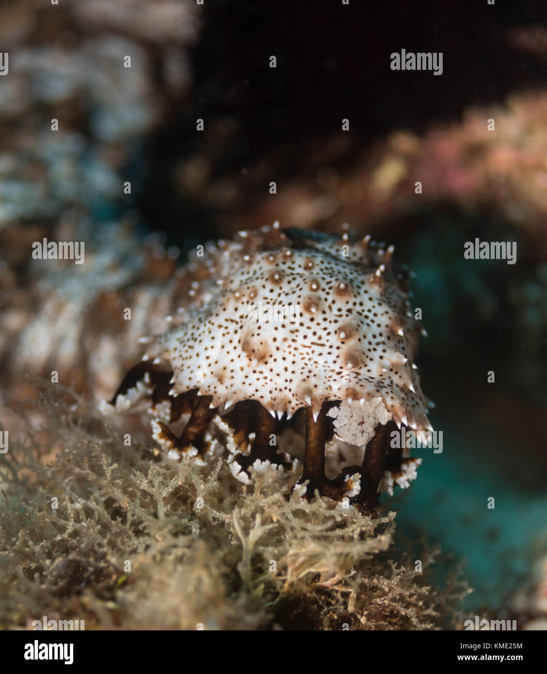 Leopard sea cucumber crawling on a coral Stock Photo