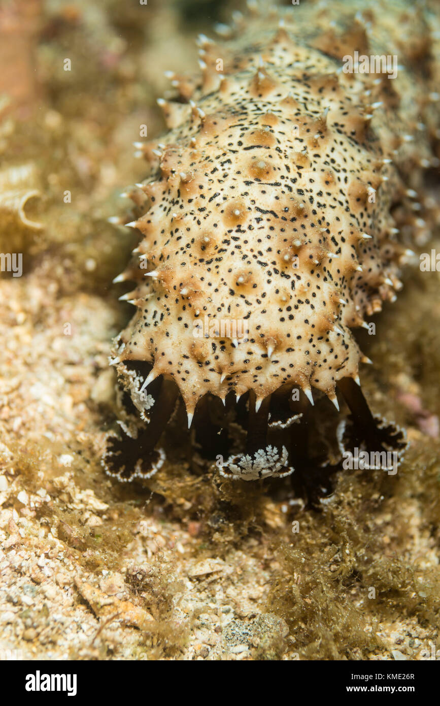 Leopard sea cucumber crawling on the ocean floor Stock Photo
