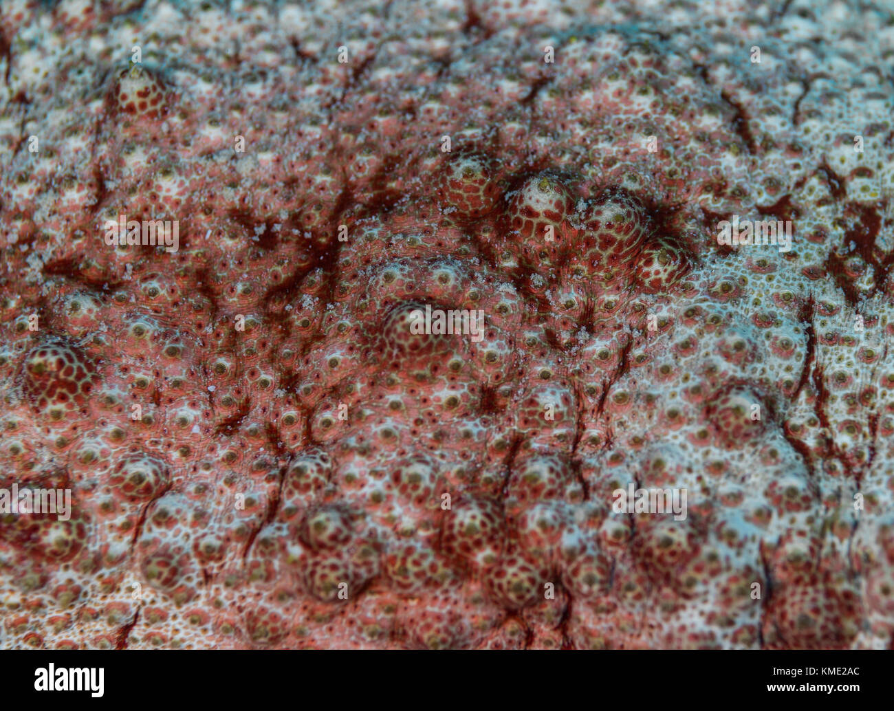 Abstract of the surface of a sea cucumber Stock Photo