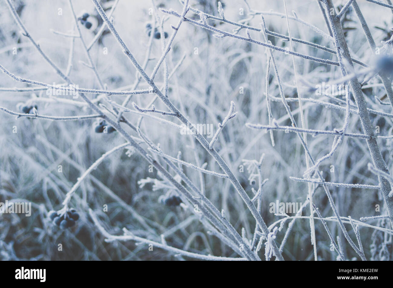 Aronia bush in winter frost. Stock Photo