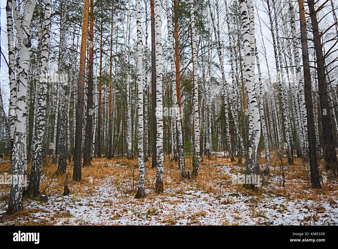 The first snow in the mixed forest beginning of December Stock Photo ...