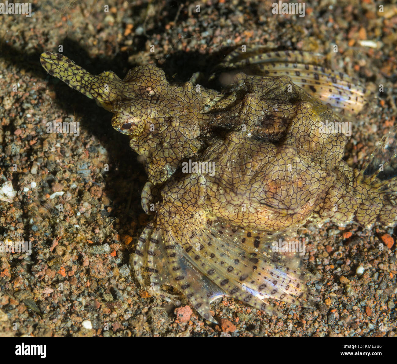 Sea moth gliding over the sea bottom Stock Photo