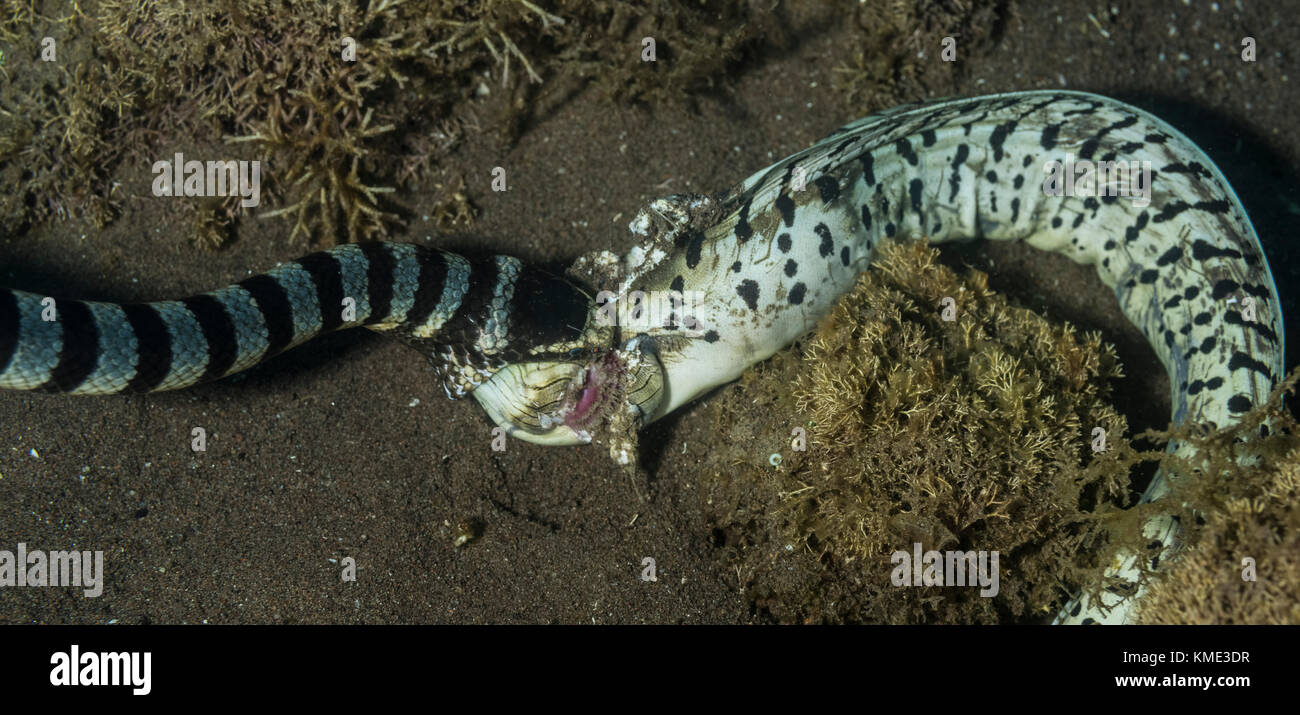 Sea krait eating a moray eel Stock Photo
